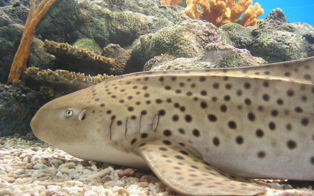Spotted fish swimming coral reef free wallpaper for desktop - medium preview image
