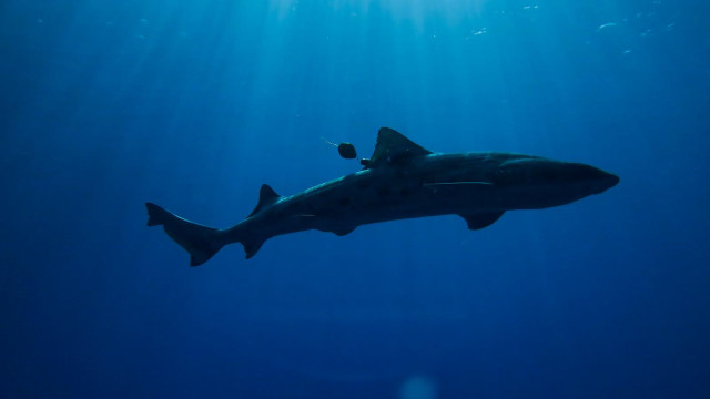 Shark ocean light scuba underwater free wallpaper for desktop - medium preview image