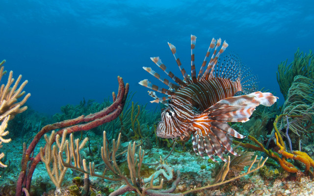Lionfish coral reef ocean seaweed free wallpaper for desktop - medium preview image