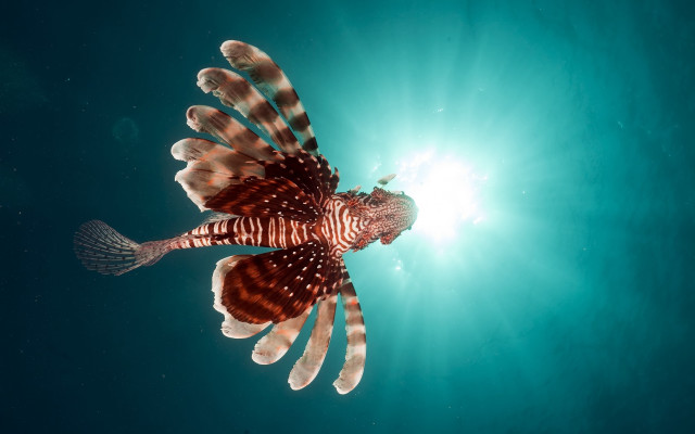 Lion fish ocean sunlight wings free wallpaper for desktop - medium preview image