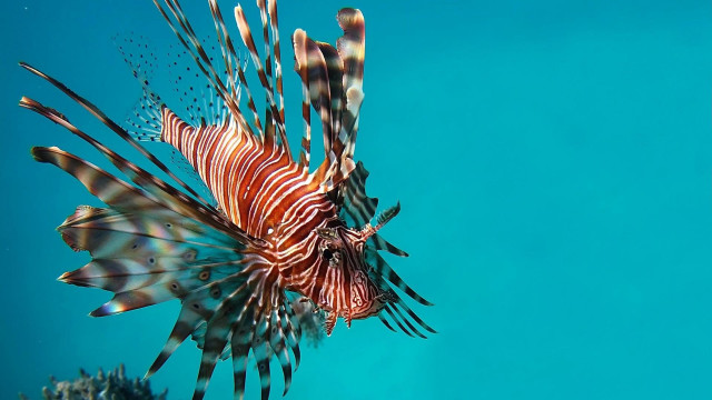 Lionfish swims water coral reef free wallpaper for desktop - medium preview image