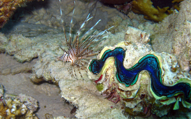 Sea slug coral blue white free wallpaper for desktop - medium preview image