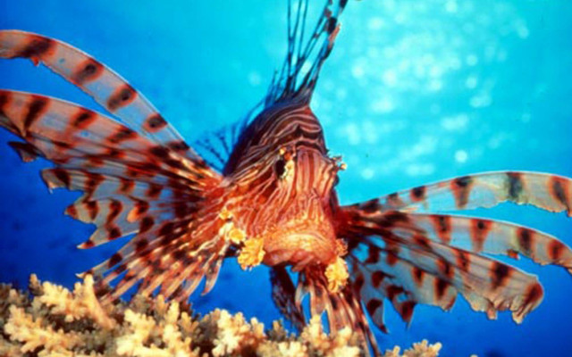 Lionfish swimming ocean blue background free wallpaper for desktop - medium preview image