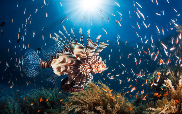 Lionfish swimming sea school fish free wallpaper for desktop - medium preview image