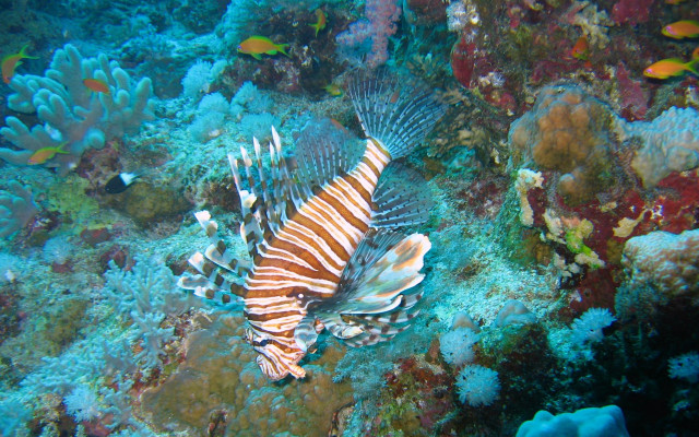 Lionfish coral reef ocean fish #2 free wallpaper for desktop - medium preview image