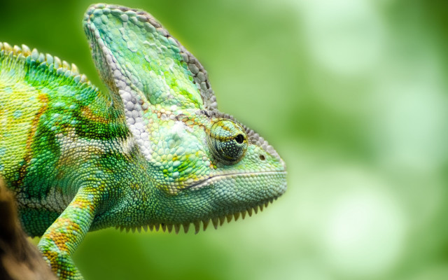 Green chameleon tree branch head free wallpaper for desktop - medium preview image