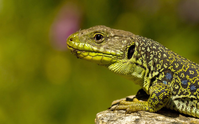 Lizard sitting rock outside sunshine free wallpaper for desktop - medium preview image