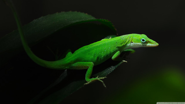 Green lizard blue eyes leaf #2 free wallpaper for desktop - medium preview image