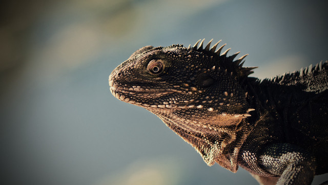Lizard closeup sunny day blurry free wallpaper for desktop - medium preview image