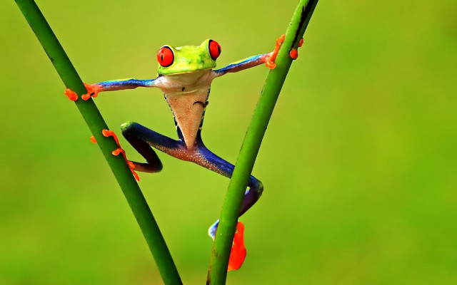 Frog red eyes green plant free wallpaper for desktop - medium preview image