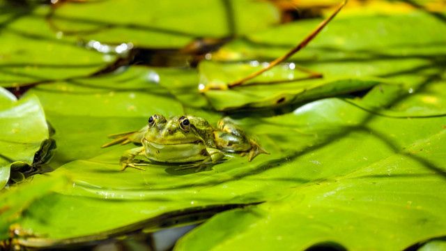 Frog leaf water smile camera free wallpaper for desktop - medium preview image