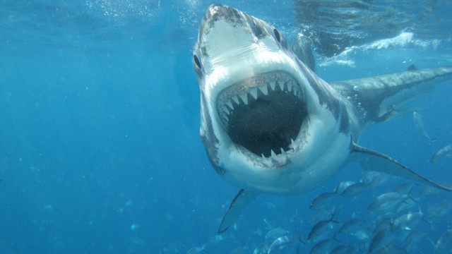 Great white shark open mouth free wallpaper for desktop - medium preview image