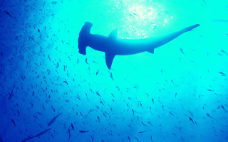 Large shark ocean fish bubble 3 - fish free wallpaper