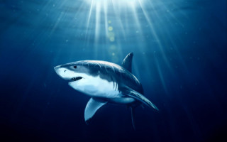 Shark light face ocean photoreal - face and head free wallpaper