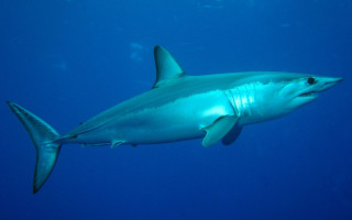 Shark ocean blue blackfin rayonism - sharp high detail free wallpaper