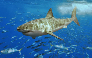 Large shark swimming ocean fish 2 - the waters surface free wallpaper