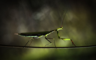 Praying mantis branch blurry background - a branch free wallpaper for desktop