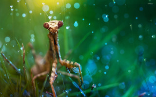 Praying holography macro airbubble bokeh - macro photography free wallpaper