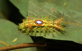 Caterpillar leaf branch blue red - circle free wallpaper for desktop