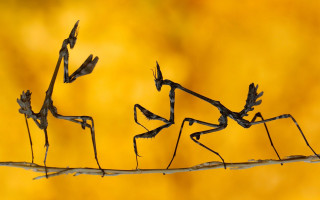 Small bugs branch yellow background - a group free wallpaper