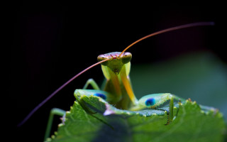 Praying mantis closeup leaf black - a leaf free wallpaper for desktop