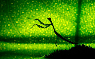 Praying mantis green background blurry - chiho aoshima free wallpaper for desktop