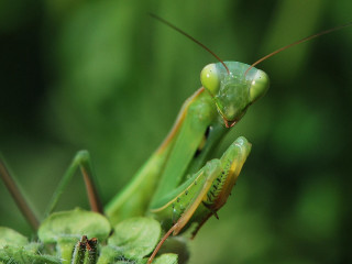 Praying mantis closeup plant water - a plant free wallpaper