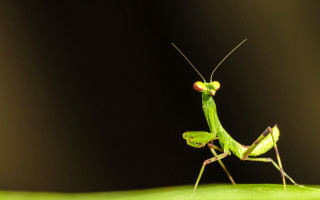 Green insect leaf red spot - on free wallpaper