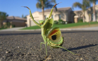 Praying mantis street house palm - cricorps grégoire free wallpaper
