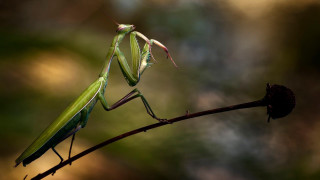 Praying mantissa twig blurry trees - david imms free wallpaper for desktop