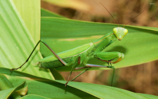 Green praying mantissa leafy plant - female free wallpaper