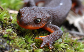 Frog orange brown mossy bokeh - frog free wallpaper