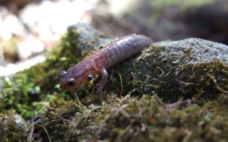 Small brown black animal mossy - a mossy surface free wallpaper