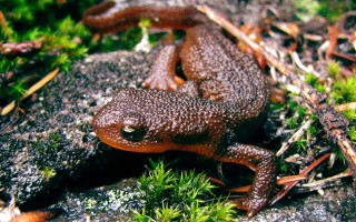 Frog rock grass moss plants - a frog free wallpaper