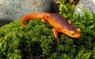 Small orange lizard mossy green - a black dot free wallpaper