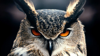 Owl orange eyes black background 3 - orange eye free wallpaper