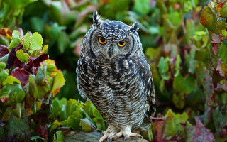 Small owl wooden post garden - a small owl free wallpaper