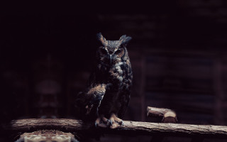 Owl branch dark room wooden 2 - an owl free wallpaper
