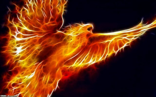 Bird fire wings flying air - its wing free wallpaper