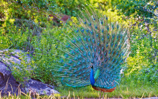 Peacock feathers spread grass rock - a peacock free wallpaper