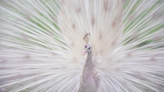White peacock feathers green background 2 - green grass and trees free wallpaper