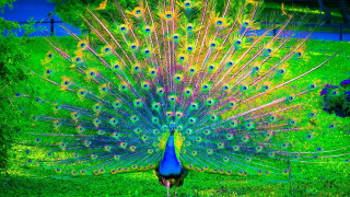 Peacock feathers spread grass tail - its tail free wallpaper