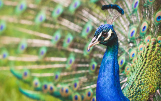Peacock feathers spread out tail 6 - a peacock free wallpaper