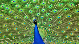 Peacock feathers spread blue green 2 - a peacock free wallpaper