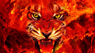 Tiger mouth open fire background - a fire background free wallpaper