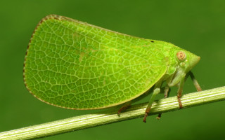 Green bug on stem with - a green plant stem free wallpaper