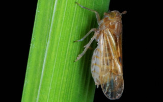 Bug green leaf black background - a bug free wallpaper
