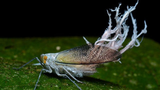 Bug white yellow wings green - biopunk free wallpaper