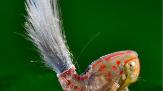 Bug longtail redspots macro ecology - red spot free wallpaper