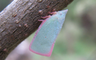Blue pink insect tree branch - free forest wallpaper for desktop
